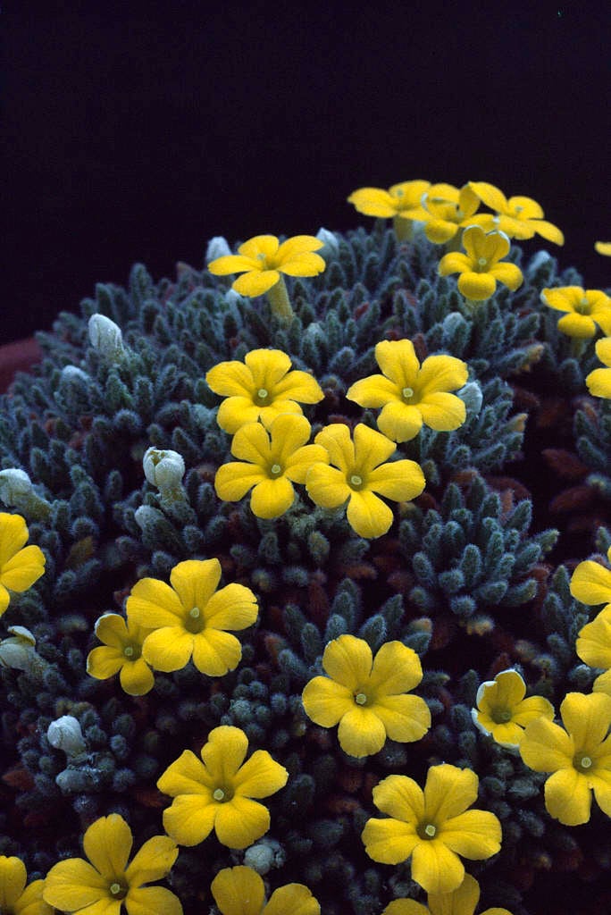 dionysia-aretioides-phyllis-carter-dionysia-phyllis-carter-alpine