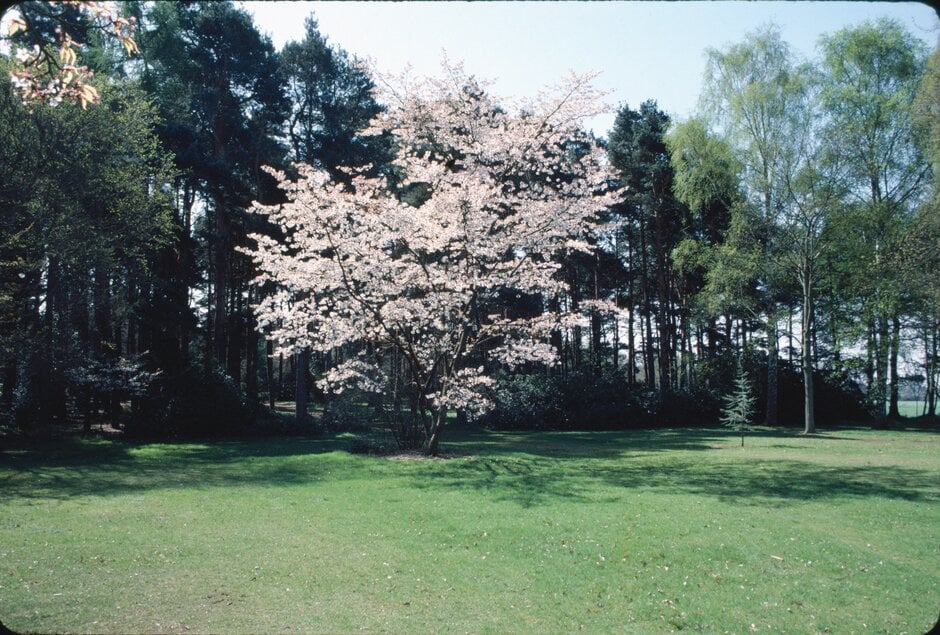 Yoshino cherry