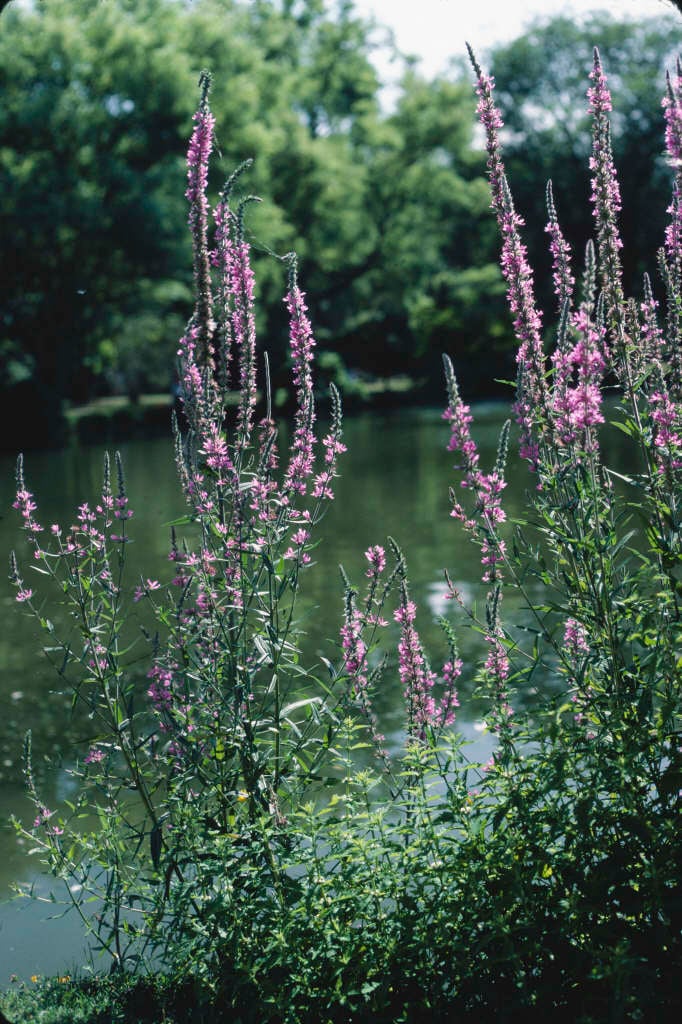 Lythrum salicaria | purple loosestrife/RHS Gardening