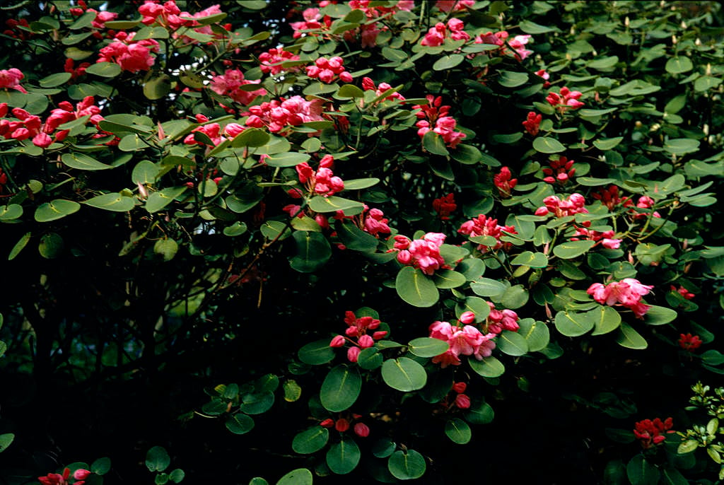 topfpflanze rankend Kaufen Sie Hoya Erythrina | Tropische Topfpflanzen online