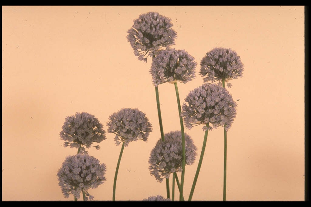 light blue garlic