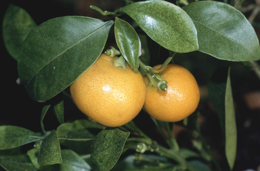 calamondin