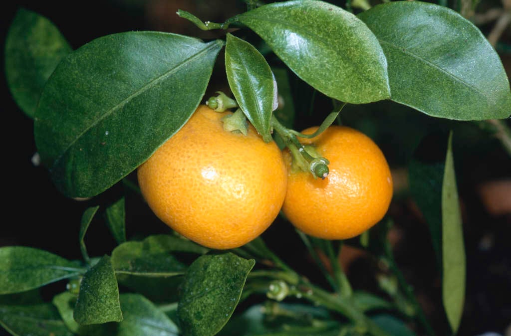 calamondin