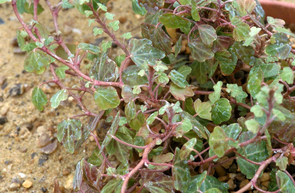 ivy 'Duckfoot'