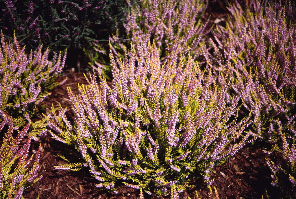 heather 'Joy Vanstone'