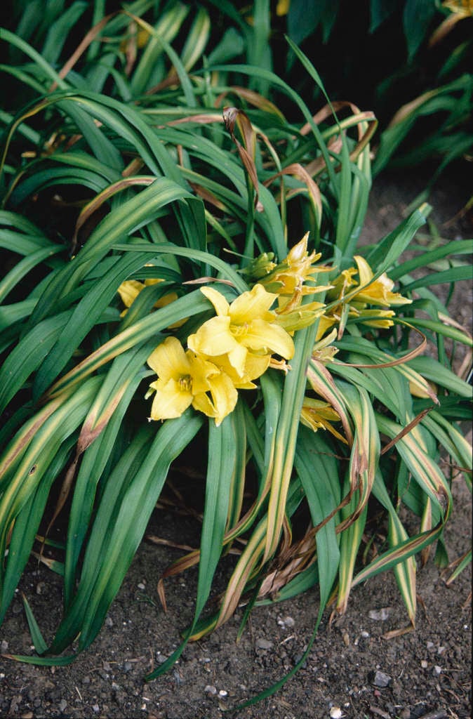 Hemerocallis Andeenie Weenieand Daylily Andeenie Weenieand Herbaceous Perennialrhs Gardening