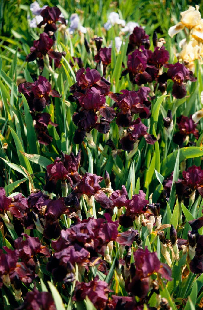 iris 'Langport Wren'