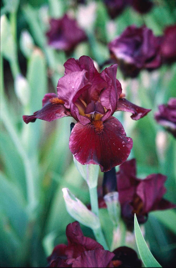 iris 'Cranapple'