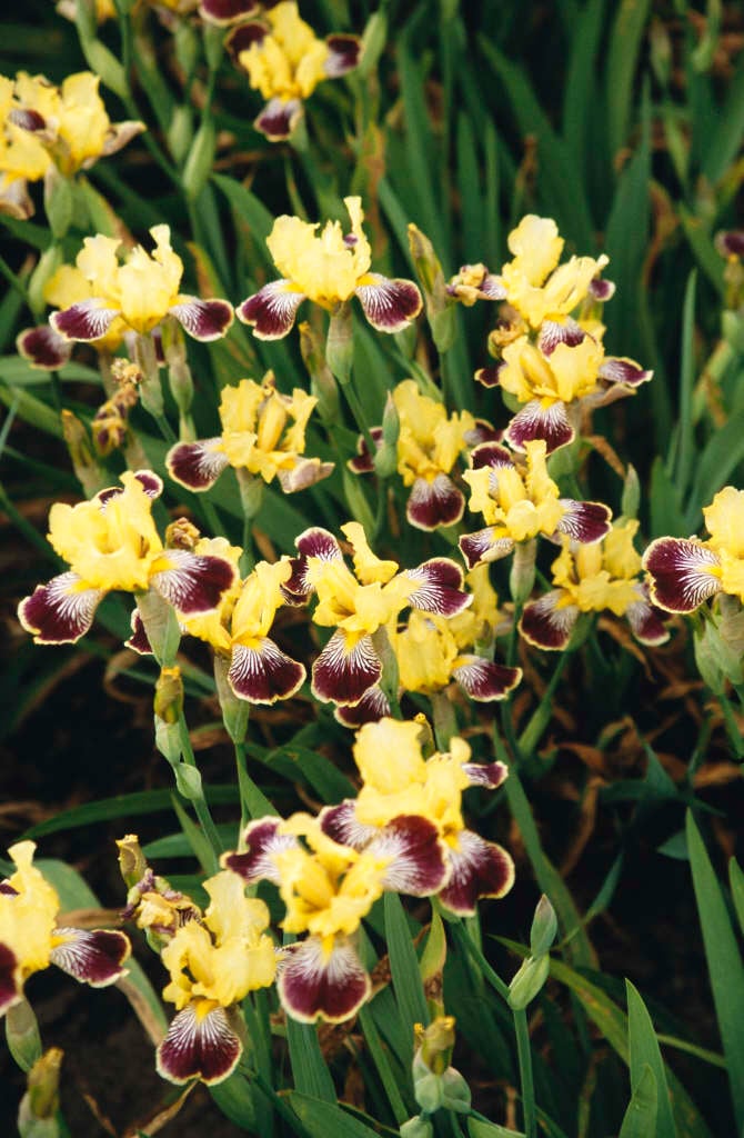iris 'Welch's Reward'