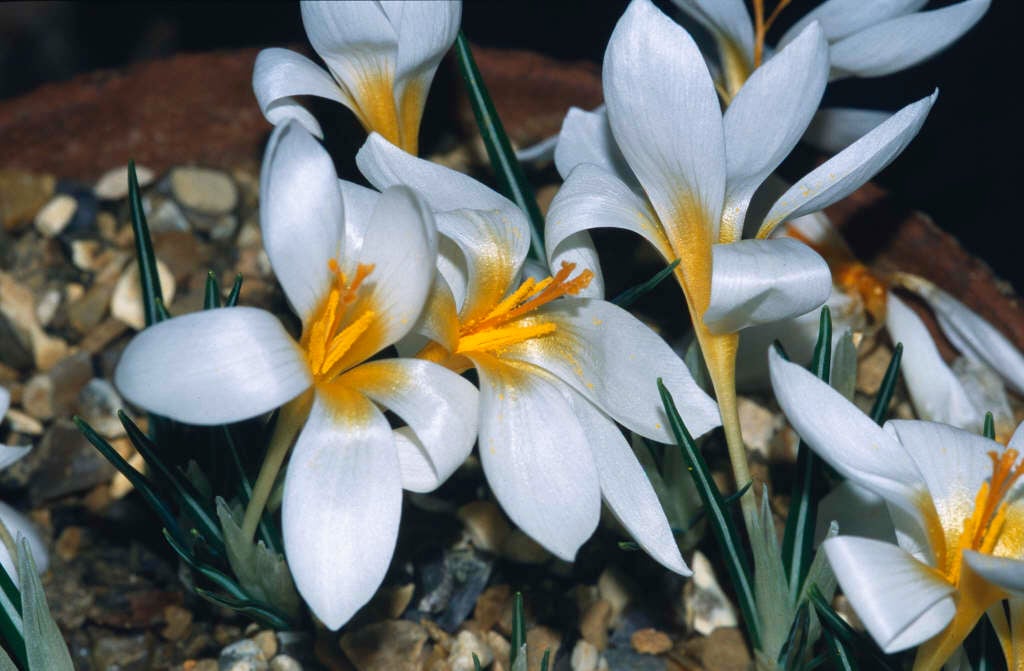 Sieber's crocus 'Bowles's White'