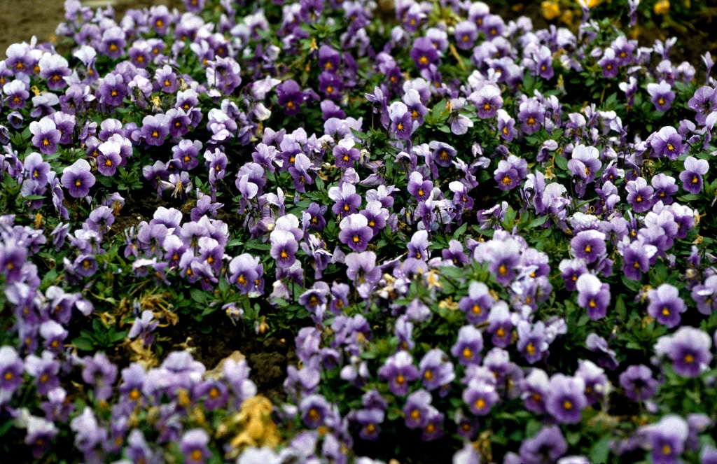viola 'Juliette Blue, Pale Wings'