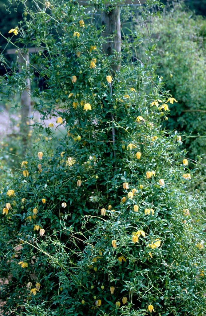 clematis 'Lambton Park'