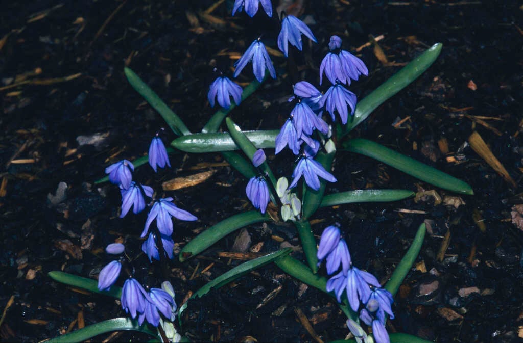 Siberian squill
