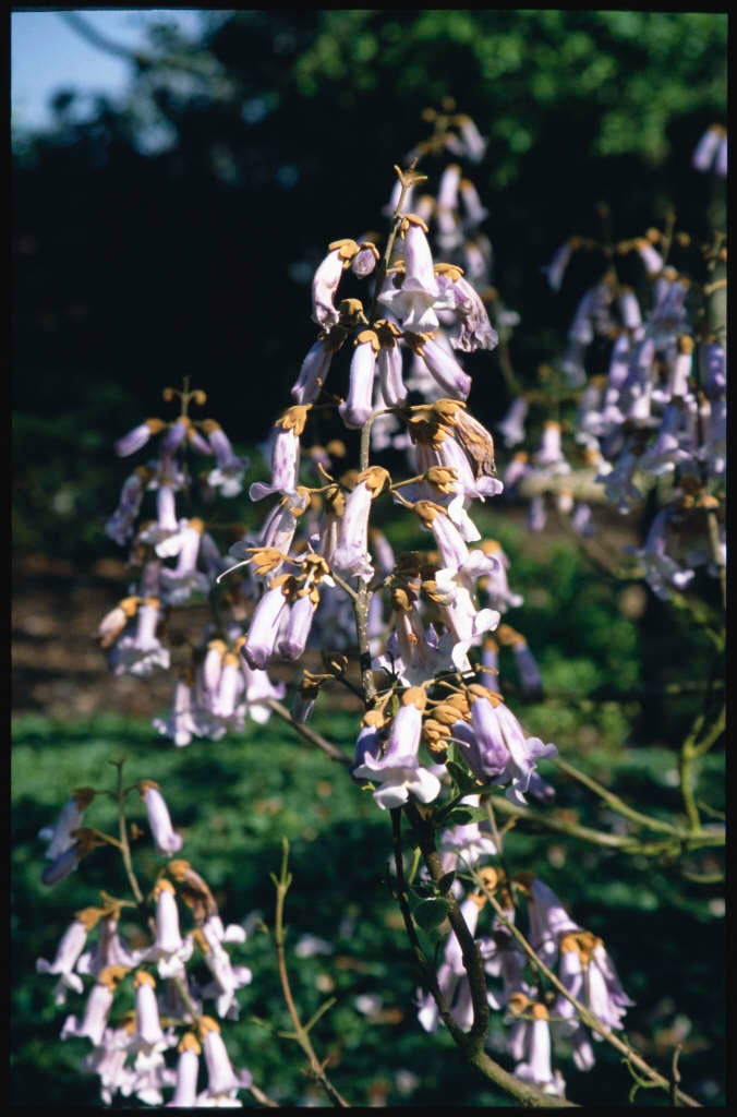 foxglove tree