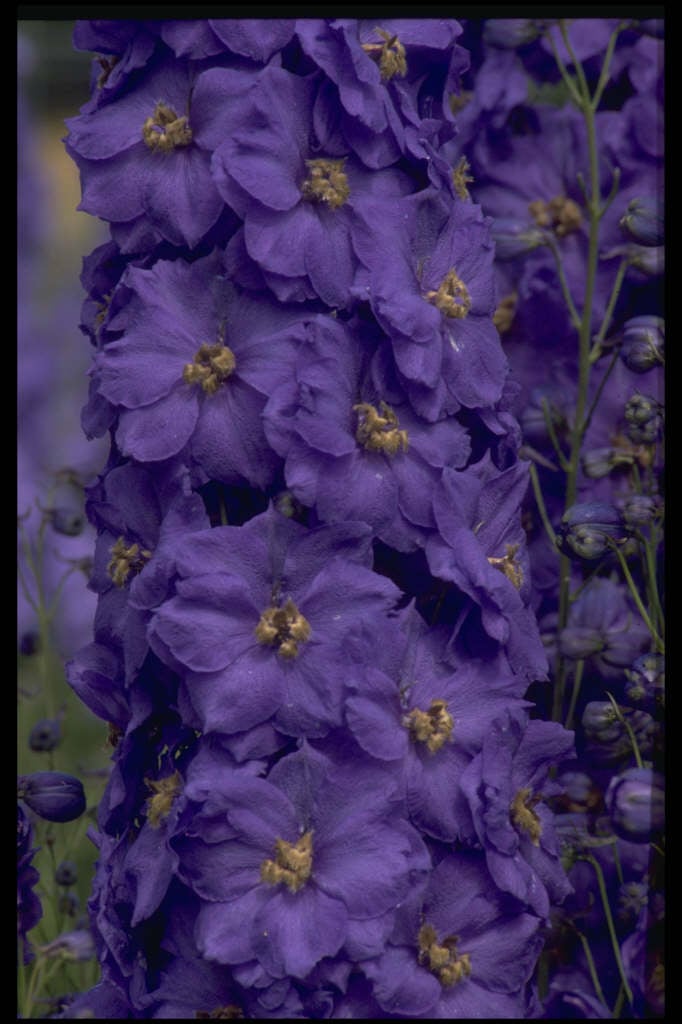 delphinium 'Bruce'