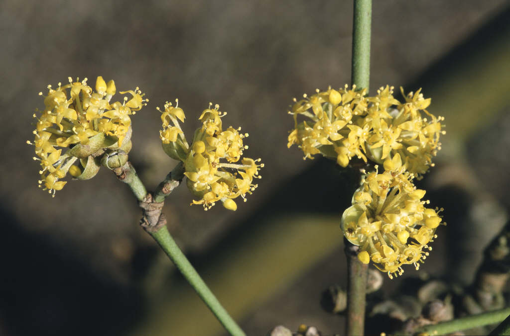 cornelian cherry 'Golden Glory'