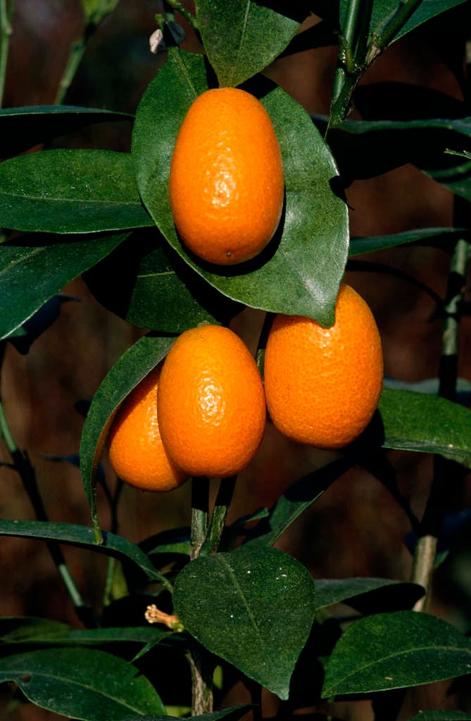 Image result for citrus japonica