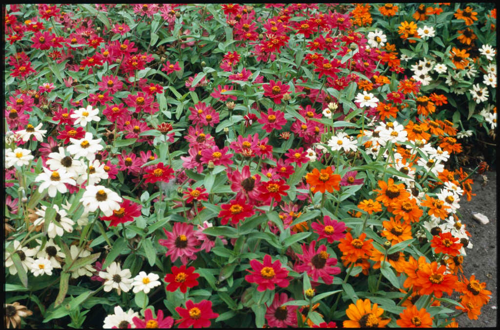 zinnia Profusion Series
