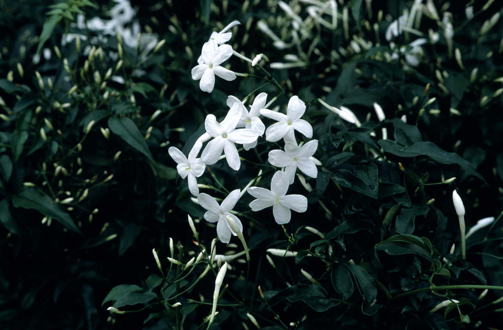 Jasminum polyanthum manyflowered jasmine/RHS Gardening