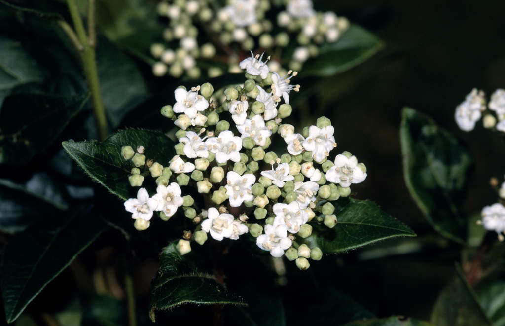 laurustinus 'French White'