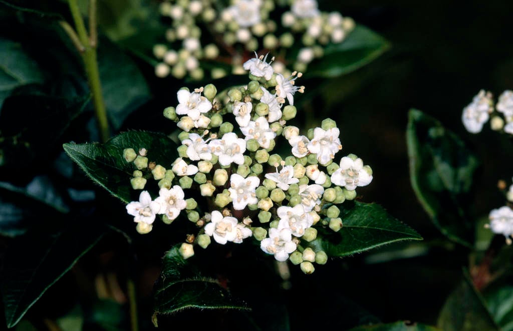 laurustinus 'French White'