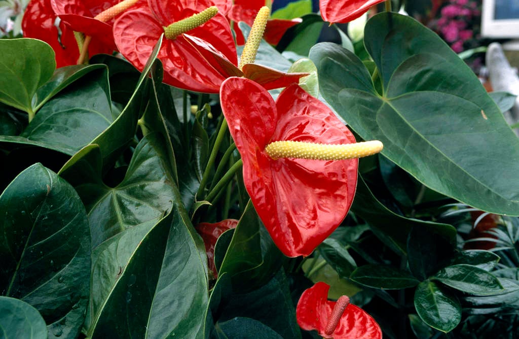  Anthurium andraeanum  flamingo flower RHS Gardening