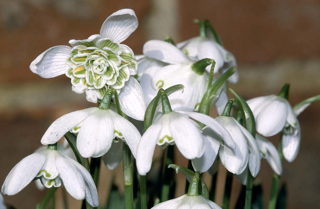 double snowdrop