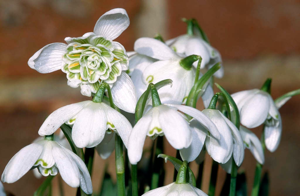 double snowdrop