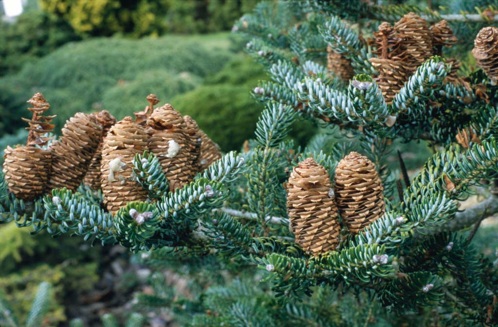 Korean fir 'Silberlocke'