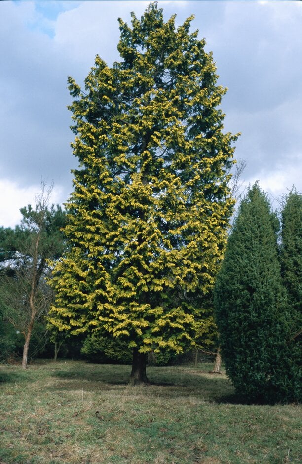 hinoki cypress