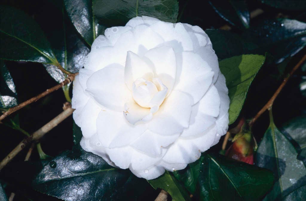 camellia 'Mathotiana Alba'
