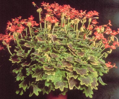 geranium 'Vancouver Centennial'