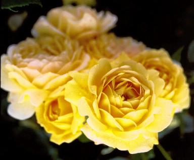 rose [Golden Celebration]