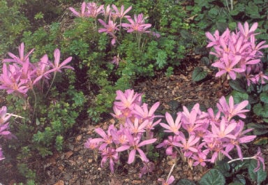 Byzantine meadow saffron