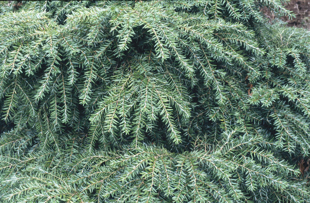 eastern hemlock 'Jeddeloh'