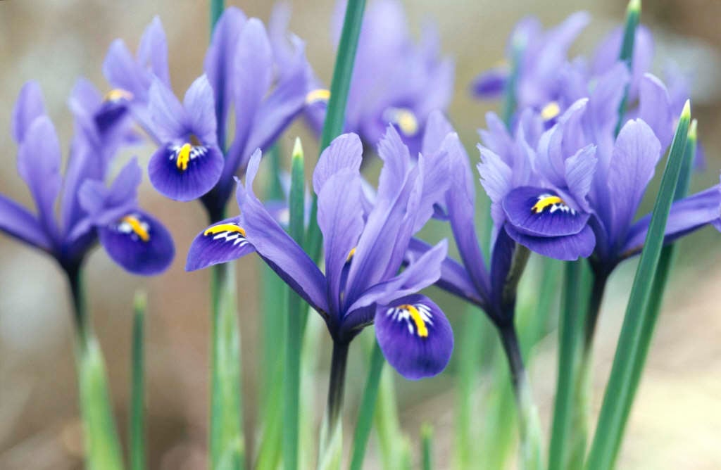 Iris reticulata | early bulbous iris Bulbs/RHS Gardening
