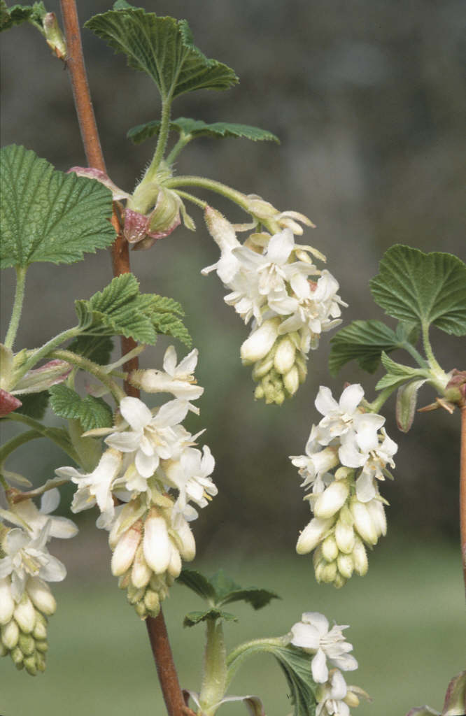 flowering currant [White Icicle]