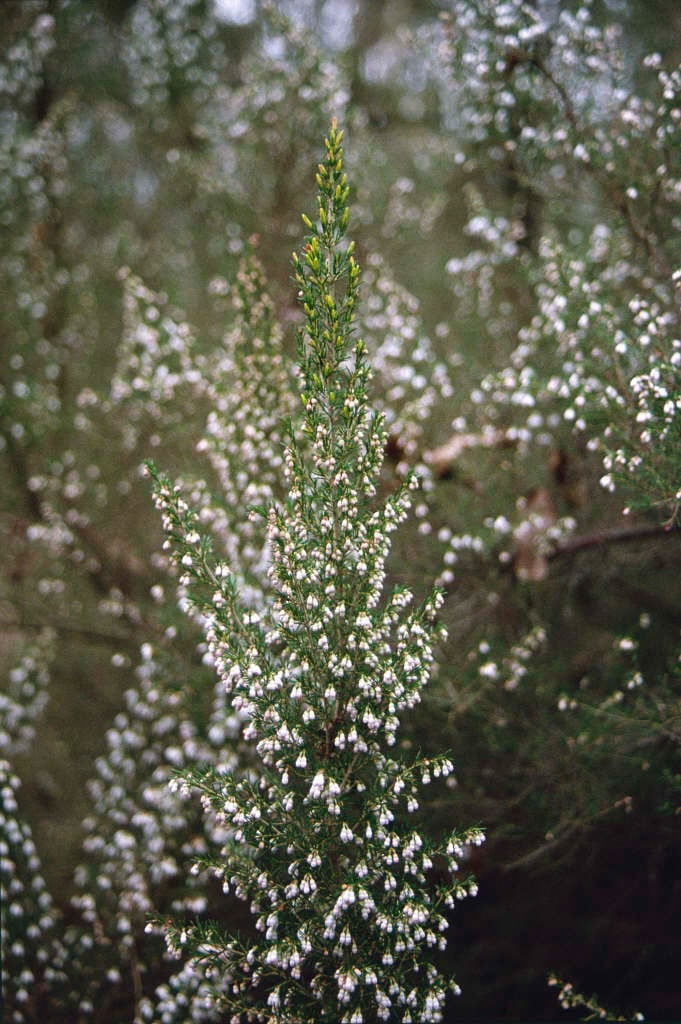 heath 'Gold Tips'