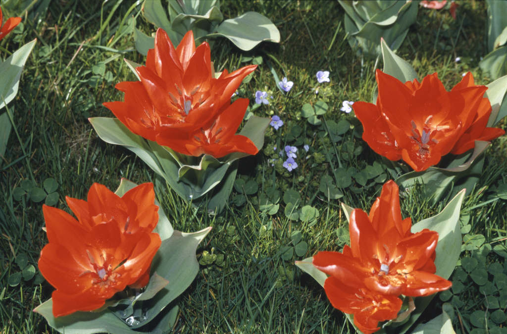 tulip 'Fusilier'