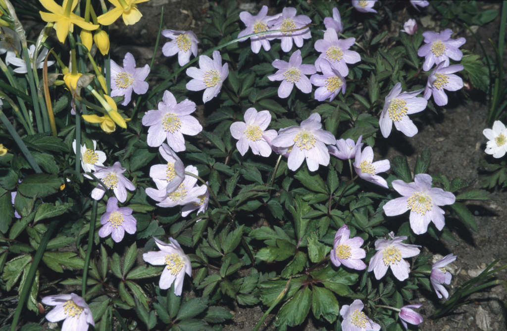 Anemone nemorosa 'Robinsoniana' wood anemone 'Robinsoniana'/RHS Gardening