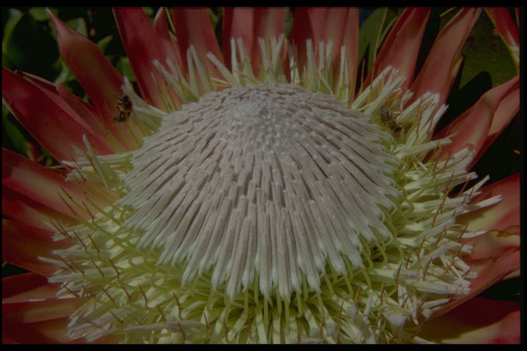 king protea