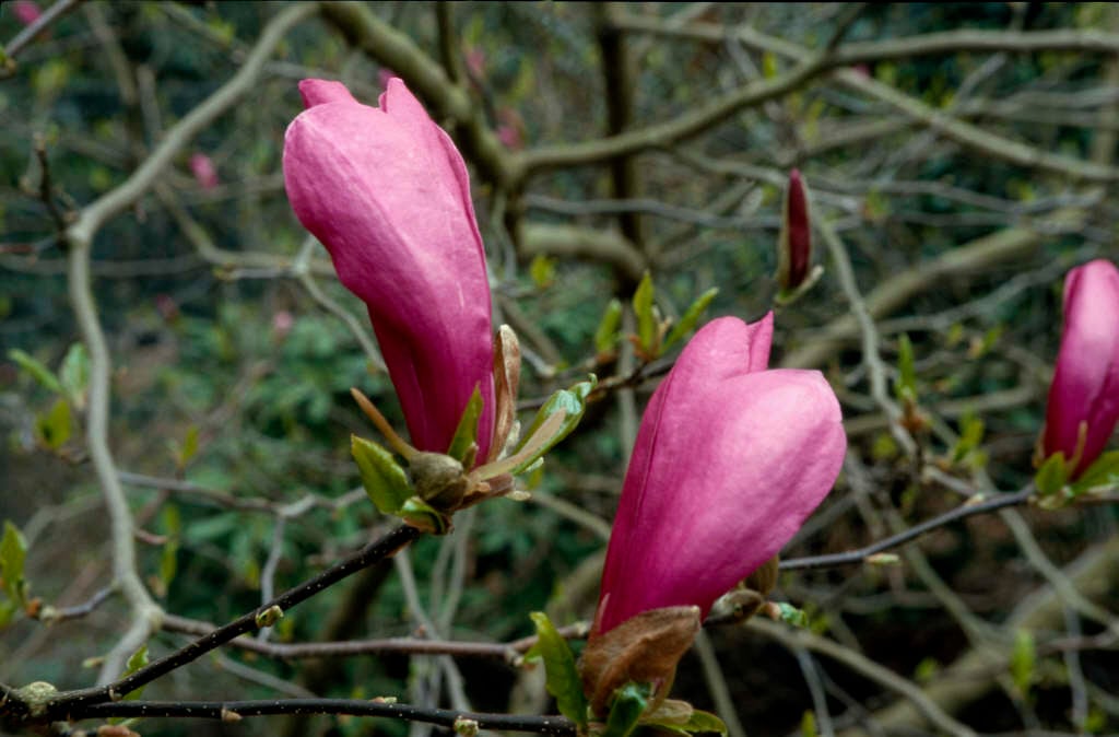 susan magnolia rhs gardening