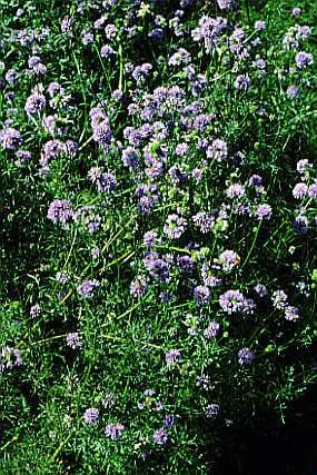 blue thimble flower