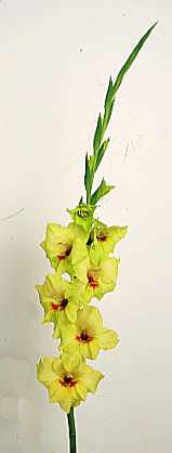 sword lily 'Green Woodpecker'