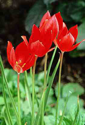 Tulipa sprengeri (15)