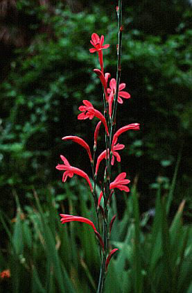 Beatrice watsonia
