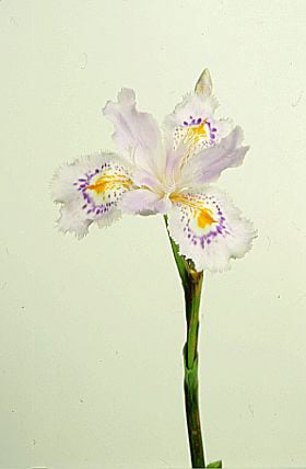 fringed iris