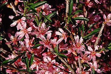 dwarf Russian almond 'Fire Hill'