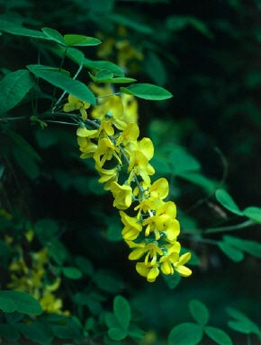 Scotch laburnum 'Pendulum'