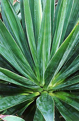yucca-leaved beschorneria